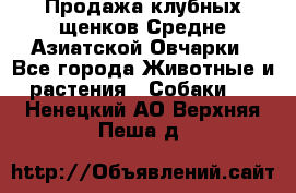 Продажа клубных щенков Средне Азиатской Овчарки - Все города Животные и растения » Собаки   . Ненецкий АО,Верхняя Пеша д.